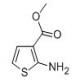 2-氨基噻吩-3-羧酸甲酯-CAS:4651-81-4