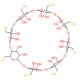 八-(6-巯基-6-去氧)-γ-环糊精-CAS:180839-61-6